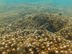 Stegastes flavilatus