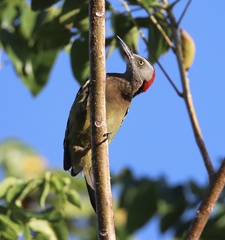 Melanerpes striatus