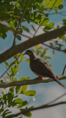 Schinus terebinthifolia