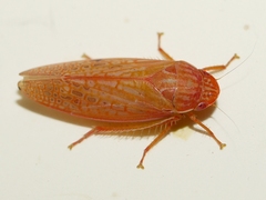 Gyponana gladia