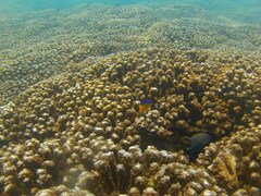 Stegastes flavilatus