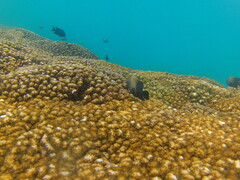 Stegastes acapulcoensis