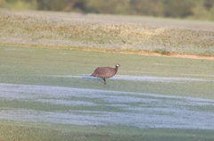 Numida meleagris galeatus