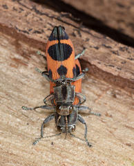 Nascioides parryi