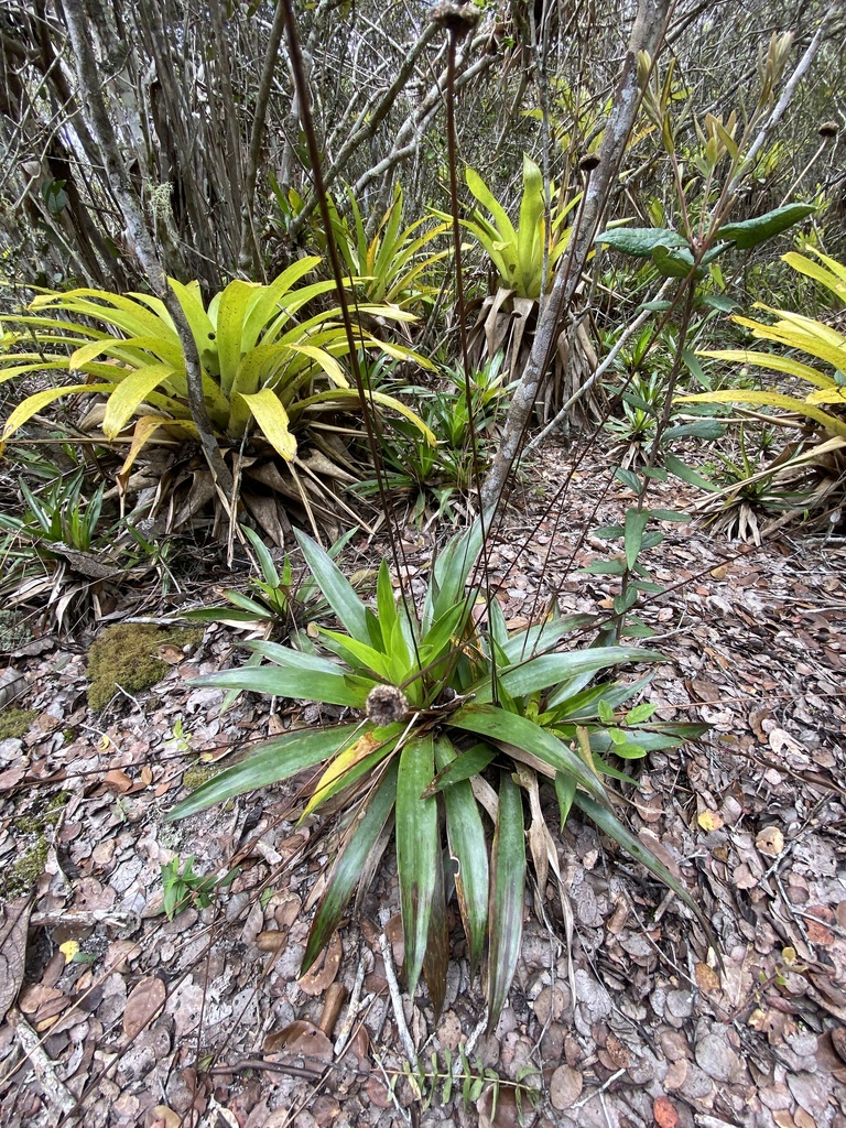 Paepalanthus from Jequitinhonha, MG, BR on December 13, 2022 at 12:30 ...