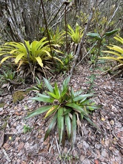 Paepalanthus