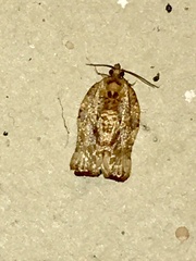 Argyrotaenia sphaleropa