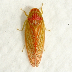 Gyponana gladia