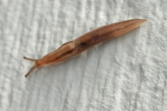 Limacidae