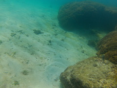 Halichoeres nicholsi
