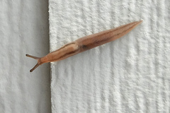 Limacidae