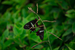 Parides agavus