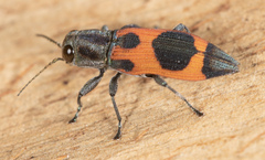Nascioides parryi