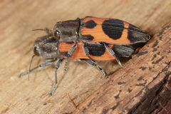 Nascioides parryi