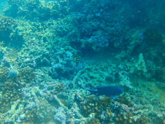 Microspathodon dorsalis