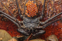 Paraphrynus laevifrons