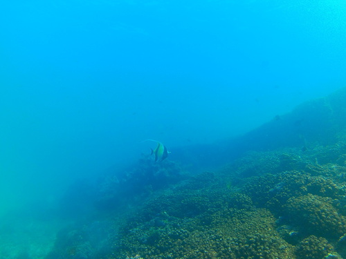 Moorish Idol