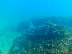 Abudefduf troschelii