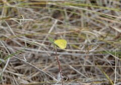 Eurema brigitta