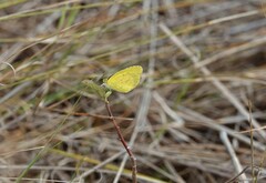 Eurema brigitta