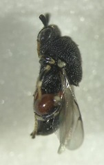 Brachymeria podagrica