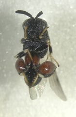 Brachymeria podagrica