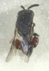 Brachymeria podagrica