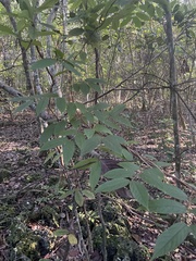 Combretum indicum
