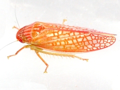 Gyponana gladia