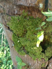 Ptilidium pulcherrimum