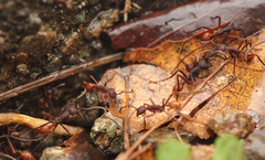 Eciton vagans angustatum