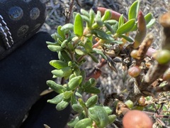 Frankenia salina