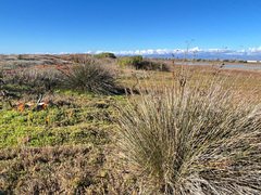 Juncus acutus leopoldii