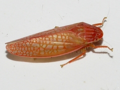 Gyponana gladia