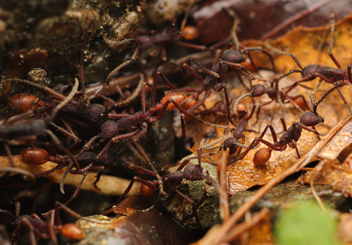 Eciton vagans angustatumEciton vagans angustatum