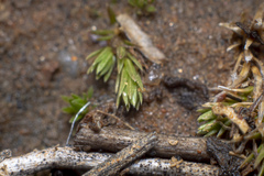 Selaginella cinerascens