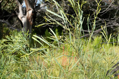 Acacia provincialis