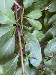 Liriomyza schmidti