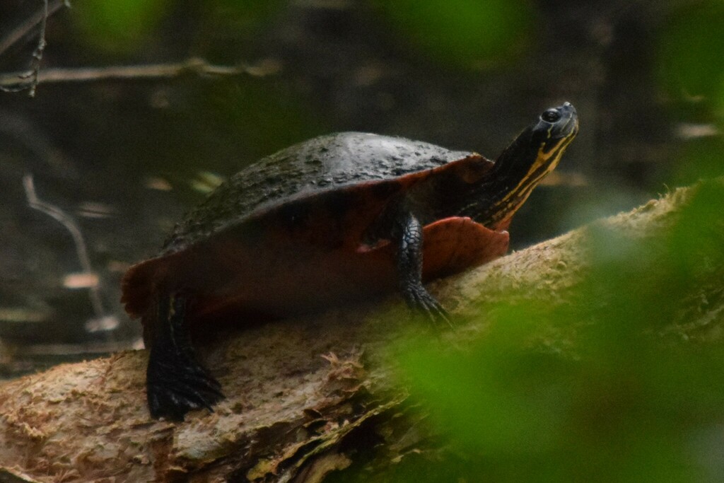 Florida Redbelly Turtle from 4200 54th Ave S, St. Petersburg, FL 33711 ...