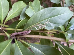 Liriomyza schmidti