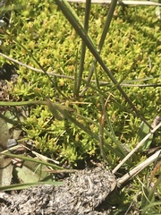 Scleranthus biflorus