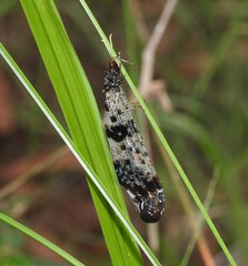 Periclystus circuiter