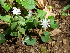 Stellaria pubera