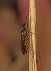 Tachynomyia abdominalis