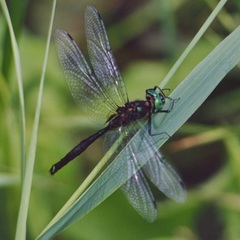 Somatochlora walshii