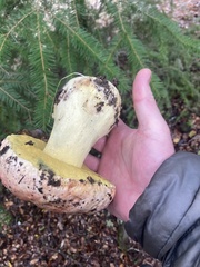 Butyriboletus querciregius
