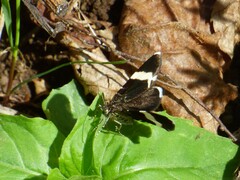 Trichodezia albovittata