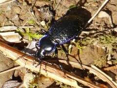 Carabus serratus