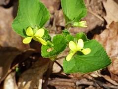 Viola pubescens
