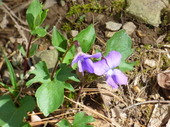 Viola sagittata